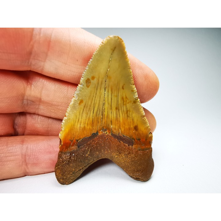 Dent de requin: Carcharodon megalodon, Miocène (USA)