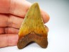 Dent de requin: Carcharodon megalodon, Miocène (USA)