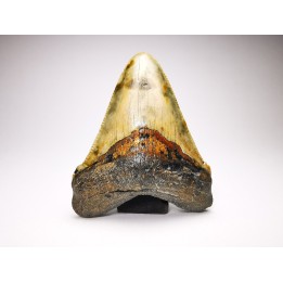 Dent de requin: Carcharodon megalodon, Miocène (USA)