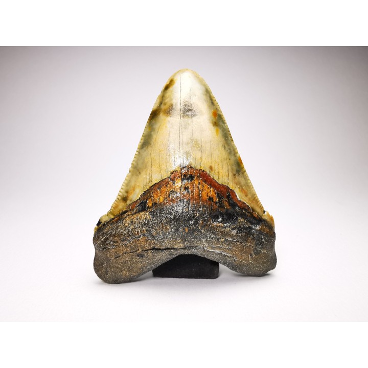 Dent de requin: Carcharodon megalodon, Miocène (USA)