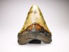 Dent de requin: Carcharodon megalodon, Miocène (USA)