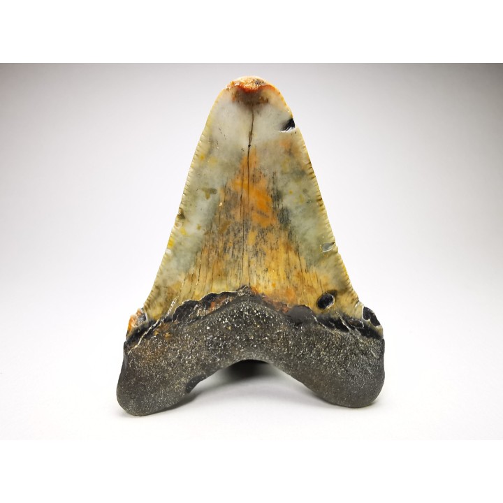 shark teeth: Carcharodon megalodon - Miocene (USA)