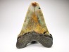 Dent de requin: Carcharodon megalodon, Miocène (USA)