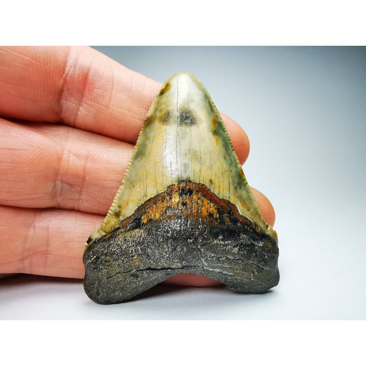 shark teeth: Carcharodon megalodon - Miocene (USA)