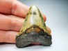 Dent de requin: Carcharodon megalodon, Miocène (USA)