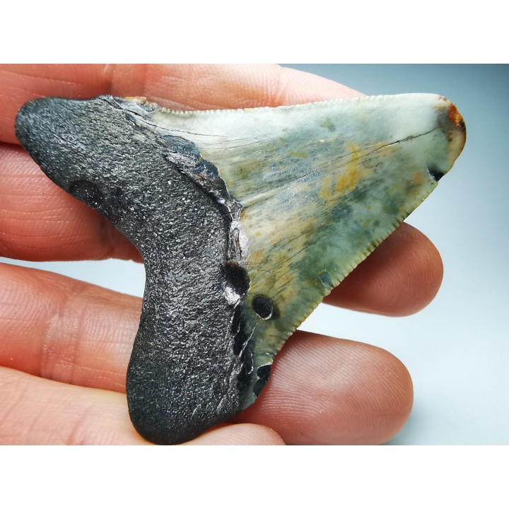 shark teeth: Carcharodon megalodon - Miocene (USA)