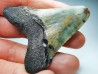 Dent de requin: Carcharodon megalodon, Miocène (USA)