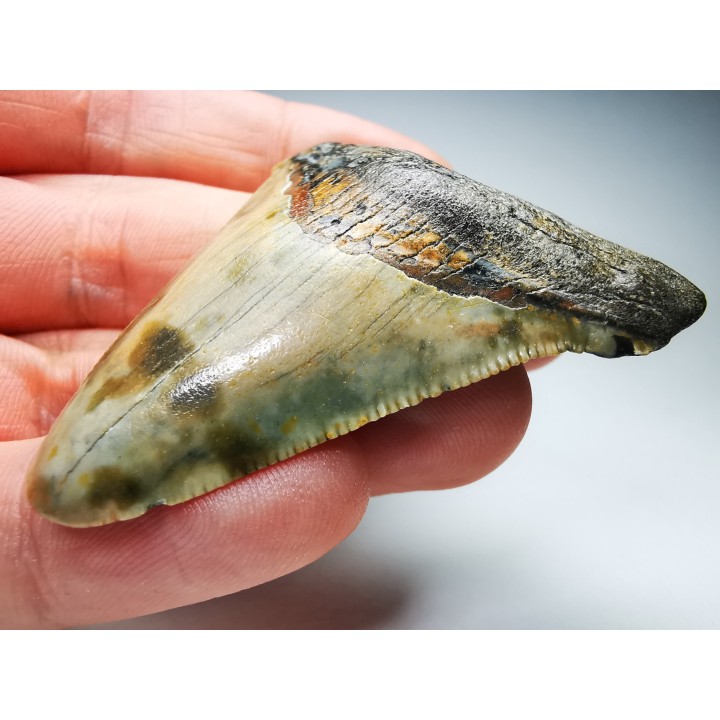 Dent de requin: Carcharodon megalodon, Miocène (USA)