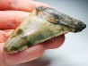 shark teeth: Carcharodon megalodon - Miocene (USA)