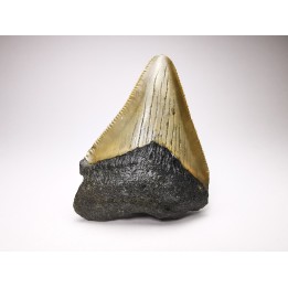 shark teeth: Carcharodon megalodon - Miocene (USA)