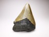 shark teeth: Carcharodon megalodon - Miocene (USA)