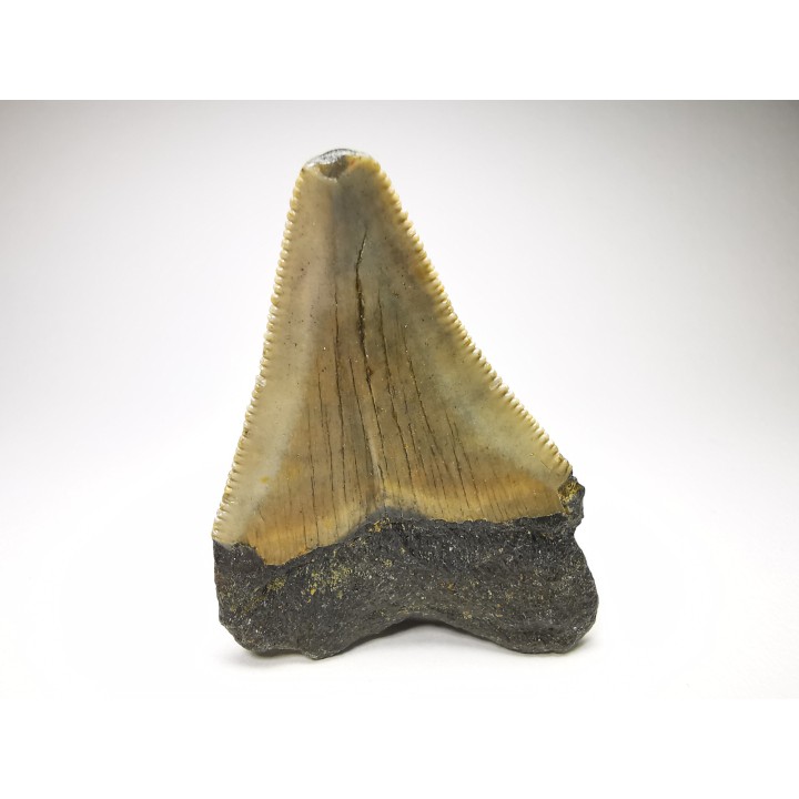 Dent de requin: Carcharodon megalodon, Miocène (USA)