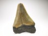 shark teeth: Carcharodon megalodon - Miocene (USA)
