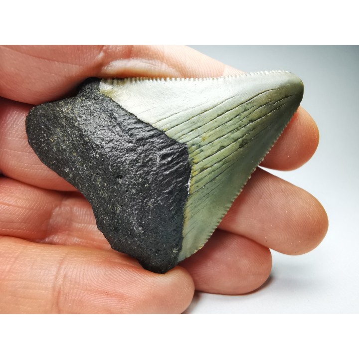 Dent de requin: Carcharodon megalodon, Miocène (USA)