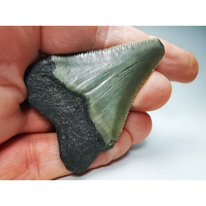 shark teeth: Carcharodon megalodon - Miocene (USA)