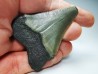 shark teeth: Carcharodon megalodon - Miocene (USA)