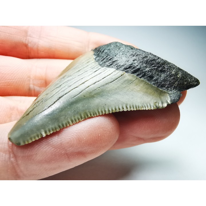 shark teeth: Carcharodon megalodon - Miocene (USA)