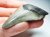 Dent de requin: Carcharodon megalodon, Miocène (USA)