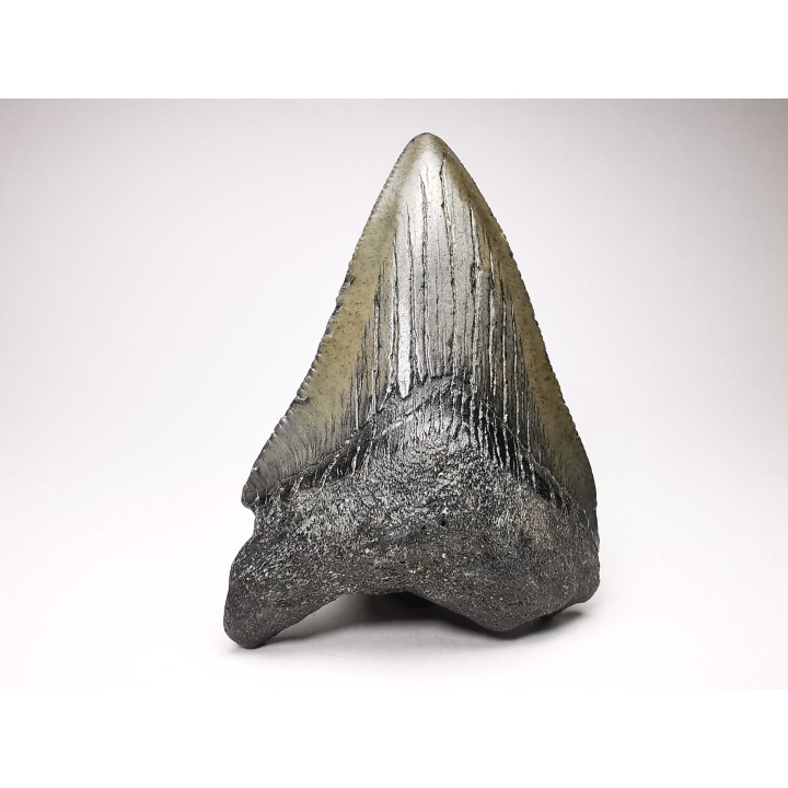 Dent de requin: Carcharodon megalodon, Miocène (USA)