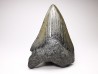 shark teeth: Carcharodon megalodon - Miocene (USA)