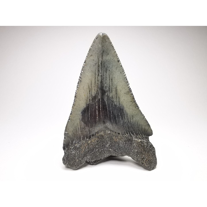 Dent de requin: Carcharodon megalodon, Miocène (USA)