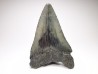 shark teeth: Carcharodon megalodon - Miocene (USA)