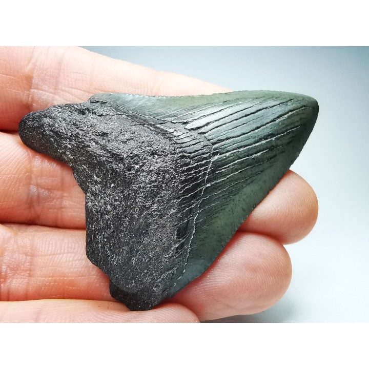 Dent de requin: Carcharodon megalodon, Miocène (USA)