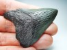 shark teeth: Carcharodon megalodon - Miocene (USA)