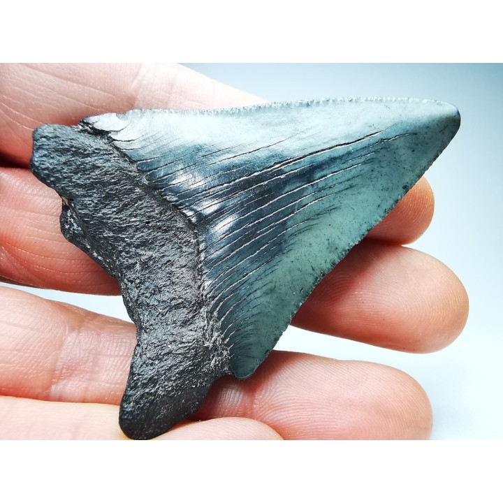 Dent de requin: Carcharodon megalodon, Miocène (USA)
