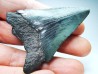 Dent de requin: Carcharodon megalodon, Miocène (USA)