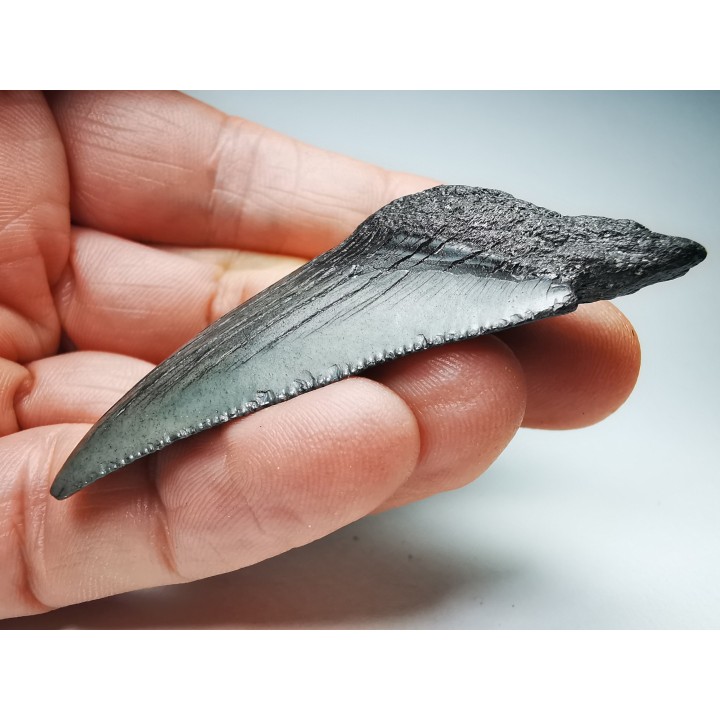Dent de requin: Carcharodon megalodon, Miocène (USA)