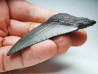 Dent de requin: Carcharodon megalodon, Miocène (USA)