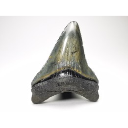 Dent de requin: Carcharodon megalodon, Miocène (USA)