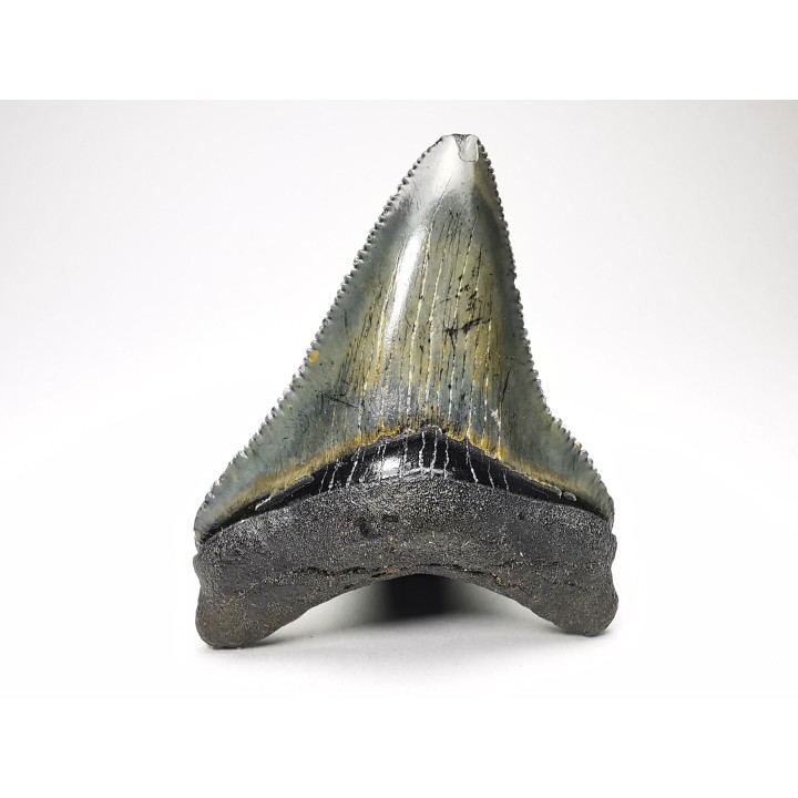 Dent de requin: Carcharodon megalodon, Miocène (USA)