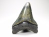 shark teeth: Carcharodon megalodon - Miocene (USA)
