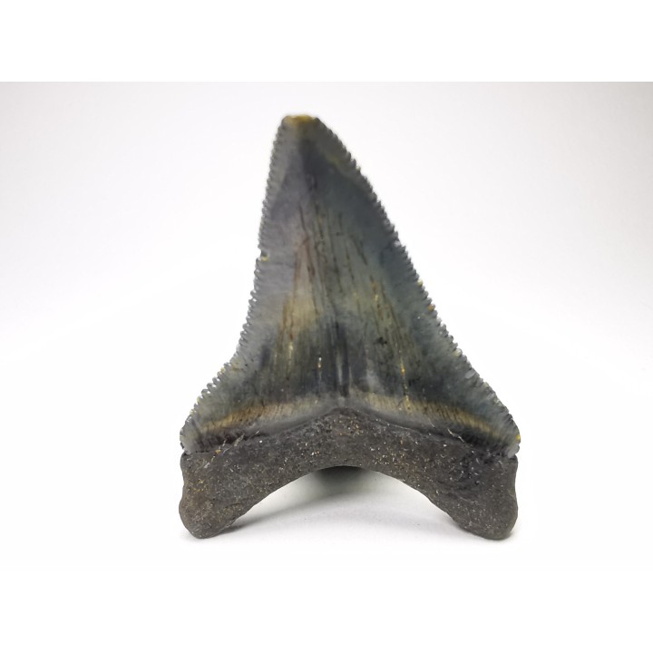 shark teeth: Carcharodon megalodon - Miocene (USA)