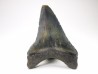 shark teeth: Carcharodon megalodon - Miocene (USA)
