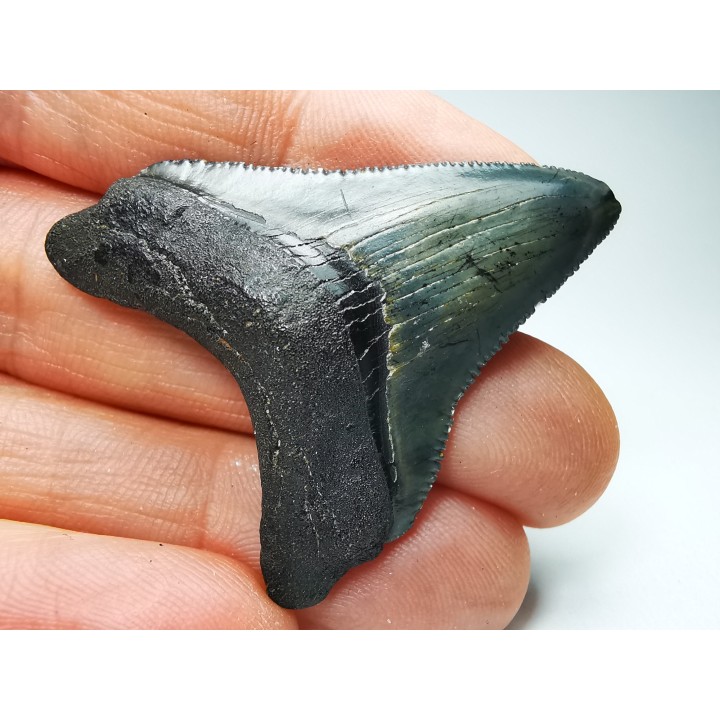 shark teeth: Carcharodon megalodon - Miocene (USA)