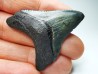 shark teeth: Carcharodon megalodon - Miocene (USA)