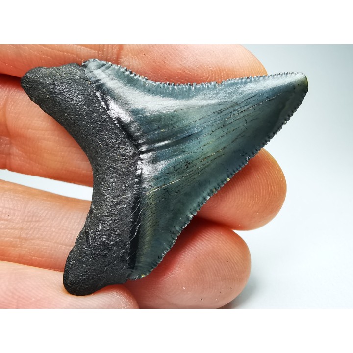 shark teeth: Carcharodon megalodon - Miocene (USA)