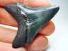 shark teeth: Carcharodon megalodon - Miocene (USA)
