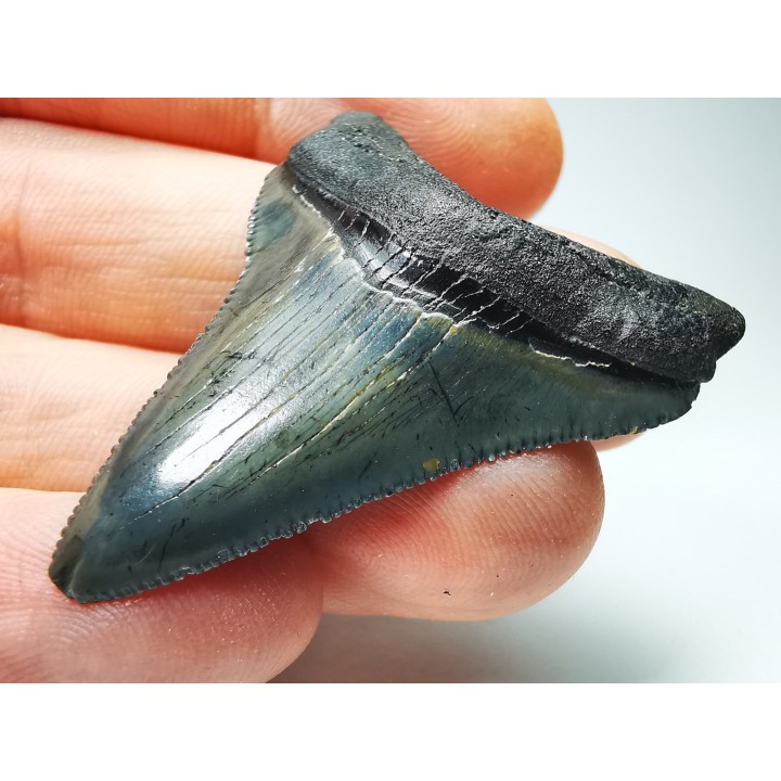 shark teeth: Carcharodon megalodon - Miocene (USA)