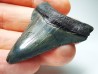 Dent de requin: Carcharodon megalodon, Miocène (USA)