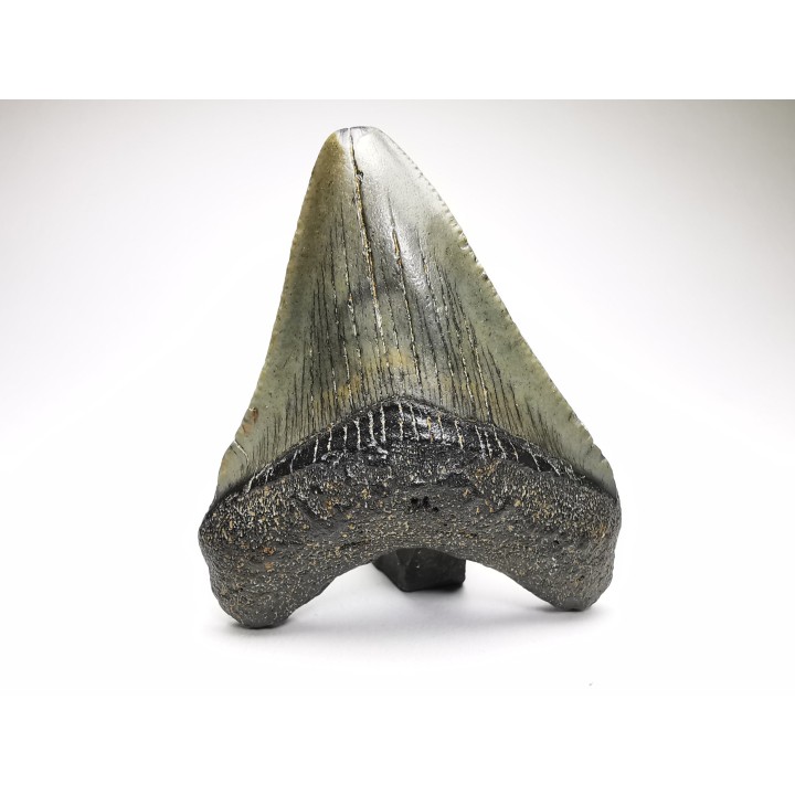 shark teeth: Carcharodon megalodon - Miocene (USA)