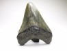 shark teeth: Carcharodon megalodon - Miocene (USA)
