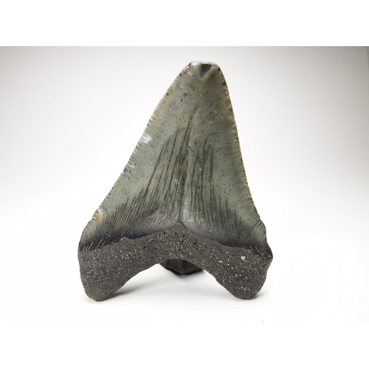 Dent de requin: Carcharodon megalodon, Miocène (USA)