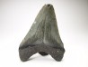 shark teeth: Carcharodon megalodon - Miocene (USA)
