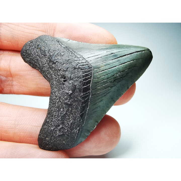 shark teeth: Carcharodon megalodon - Miocene (USA)