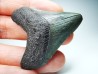 Dent de requin: Carcharodon megalodon, Miocène (USA)