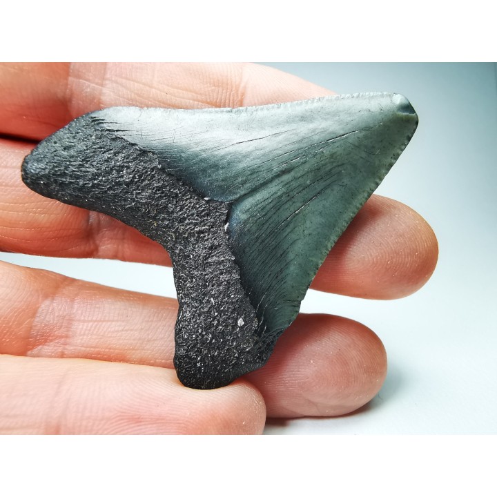 shark teeth: Carcharodon megalodon - Miocene (USA)